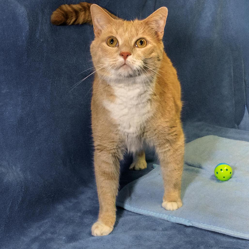 Cooper, Adoptable, Adult Male Domestic Short Hair.