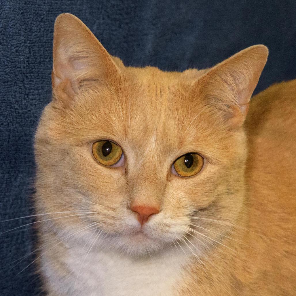 Enlarge Cooper, a Adoptable Domestic Short Hair in Versailles, KY image 2/2