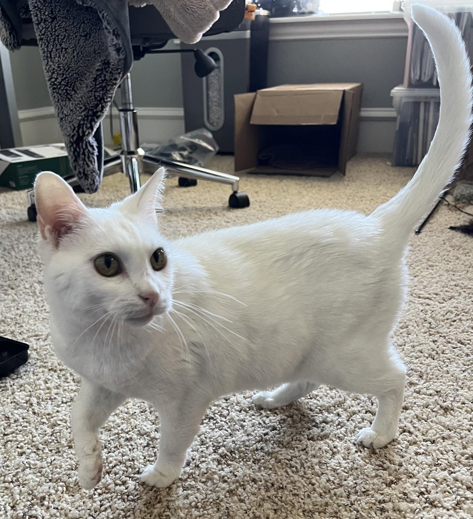 Enlarge Elsa, a Adopted Domestic Short Hair in McKinney, TX image 2/3