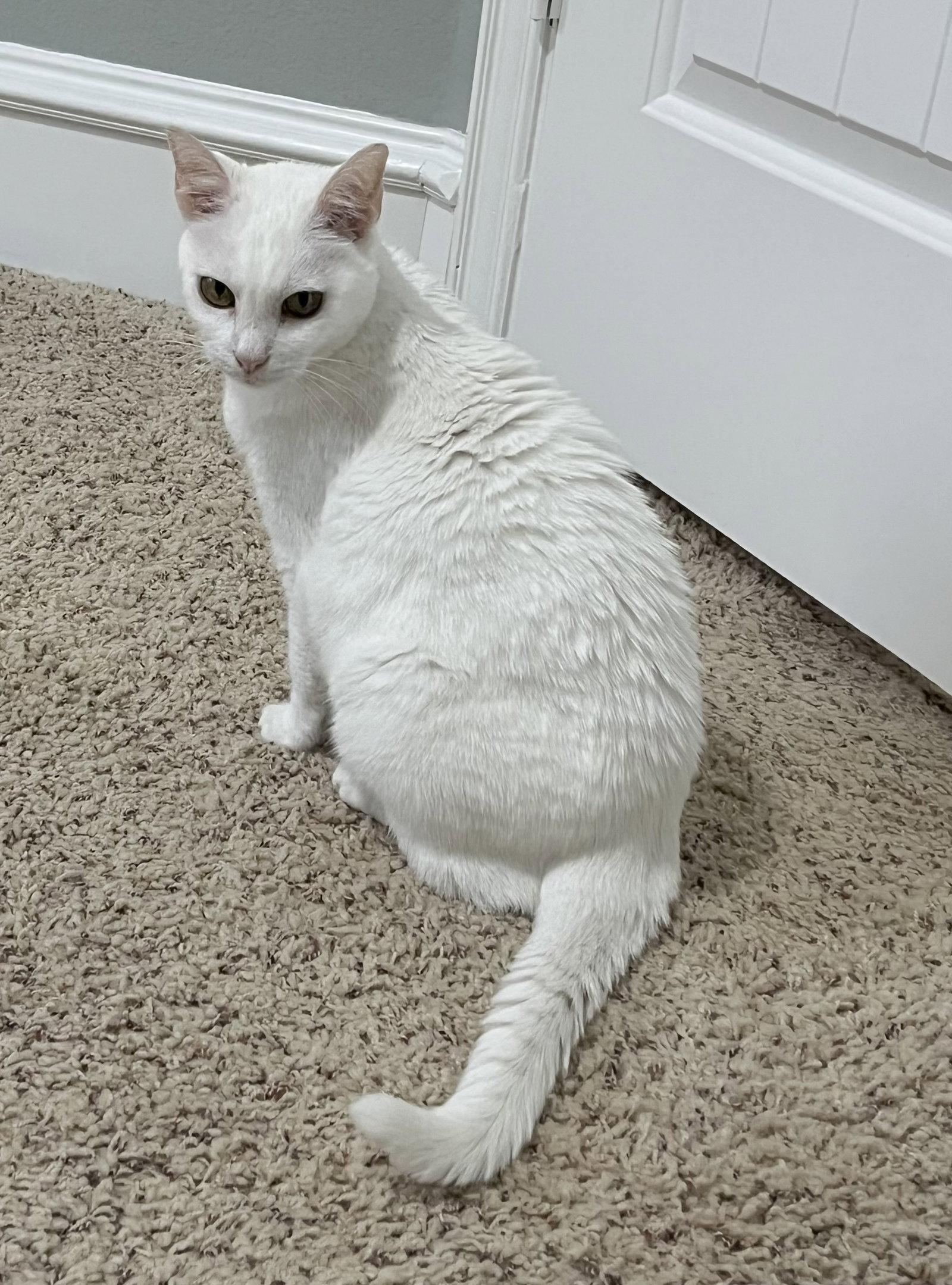 Enlarge Elsa, a Adopted Domestic Short Hair in McKinney, TX image 3/3