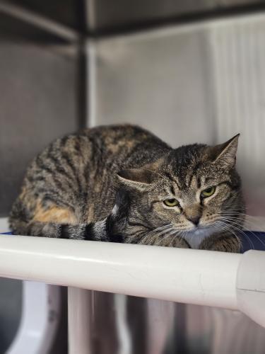 Enlarge Tinkerbell and Tiger Lily, a Adoptable mixed breed in Webster, MA image 1/1