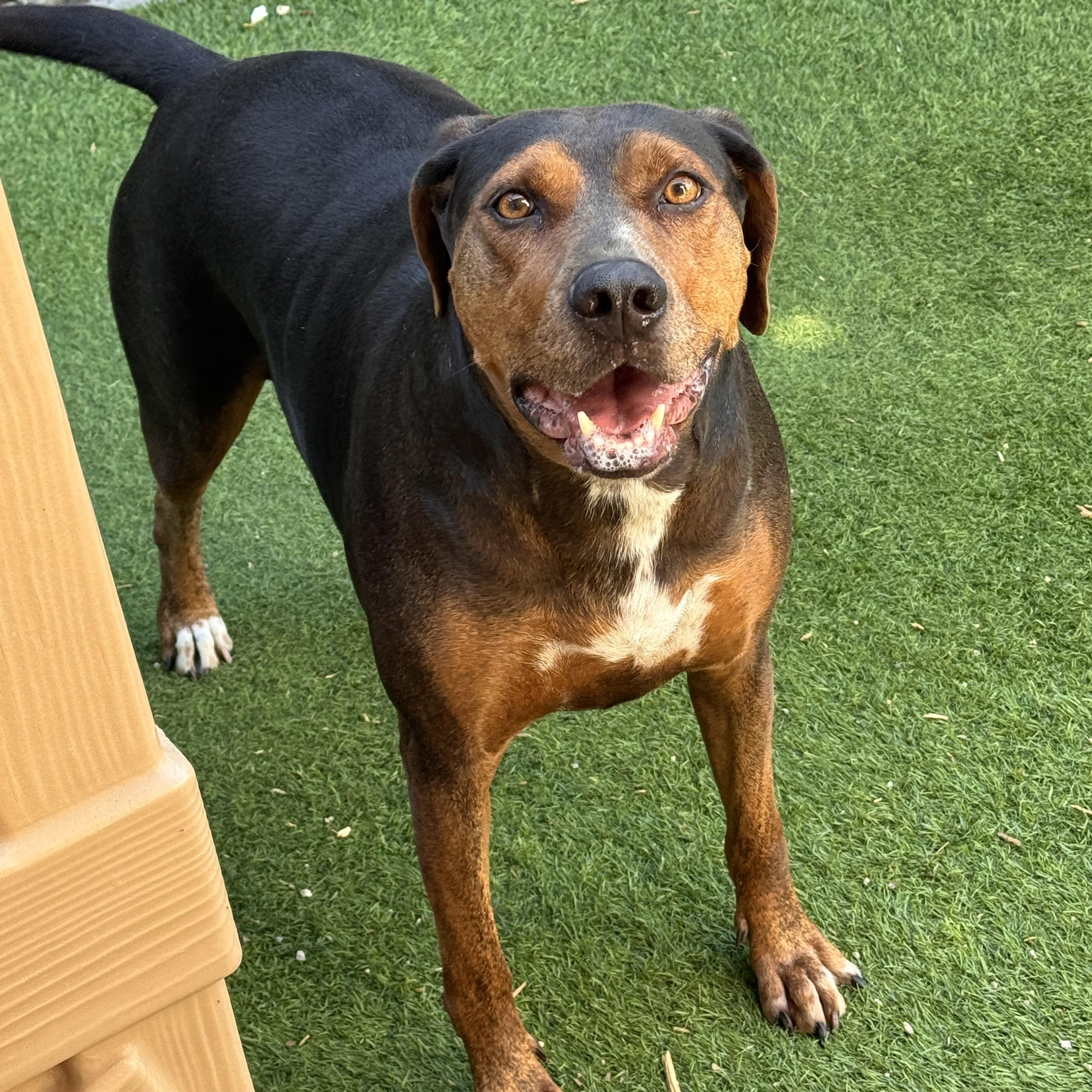 Enlarge Hula, a ADOPTABLE Catahoula Leopard Dog in Torrance, CA image 3/6