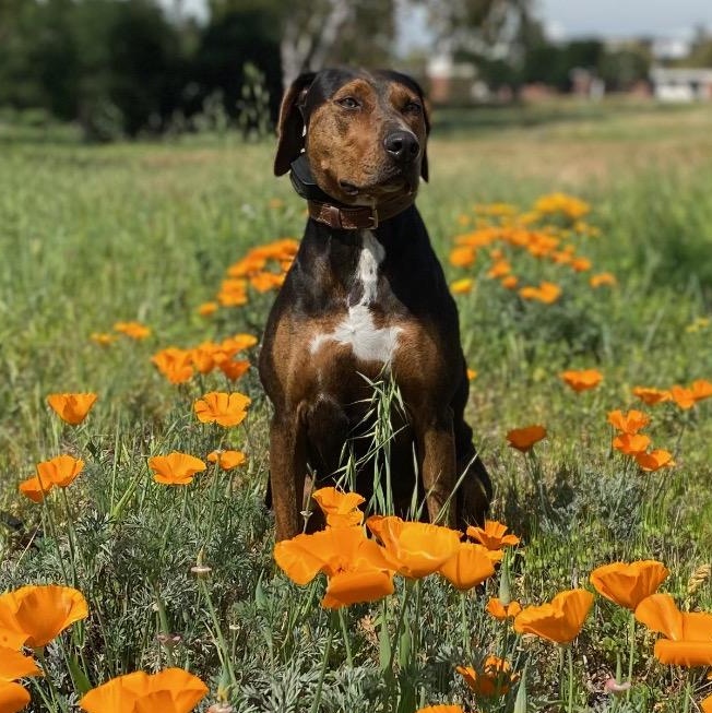 Enlarge Hula, a ADOPTABLE Catahoula Leopard Dog in Torrance, CA image 2/6