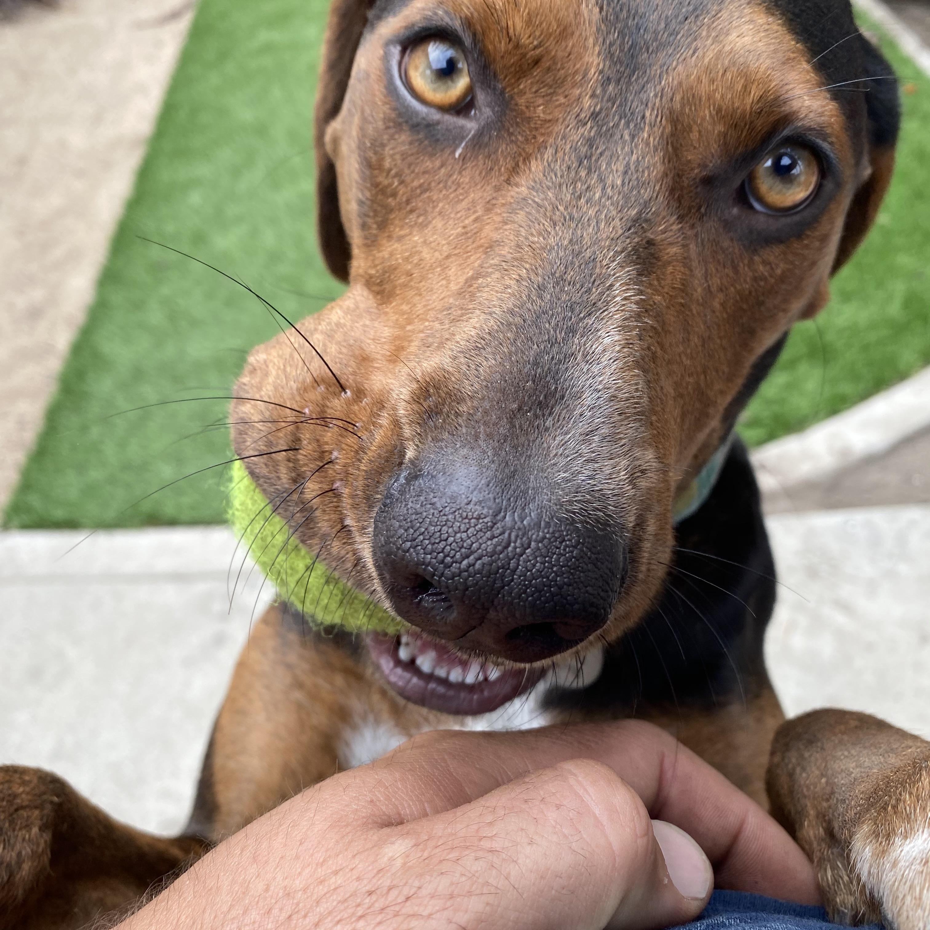 Enlarge Hula, a ADOPTABLE Catahoula Leopard Dog in Torrance, CA image 4/6
