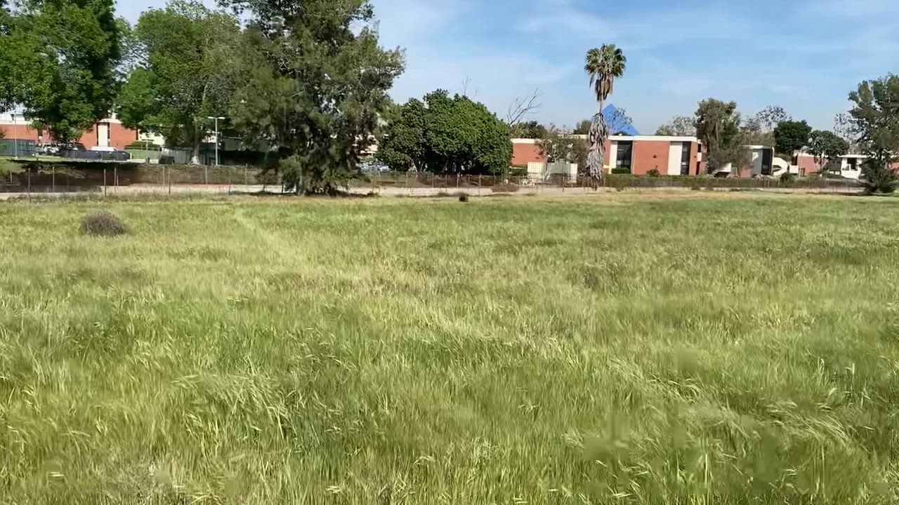 Enlarge Hula, a ADOPTABLE Catahoula Leopard Dog in Torrance, CA video 5/6