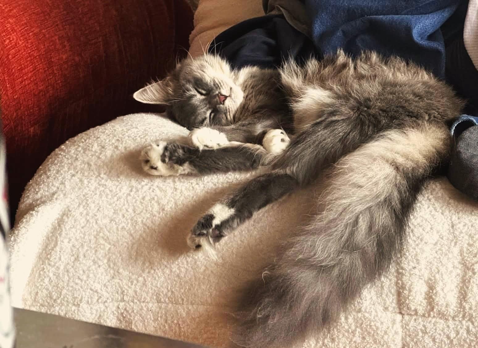 Hedy, adoptable, Young Female Domestic Long Hair & Siberian.