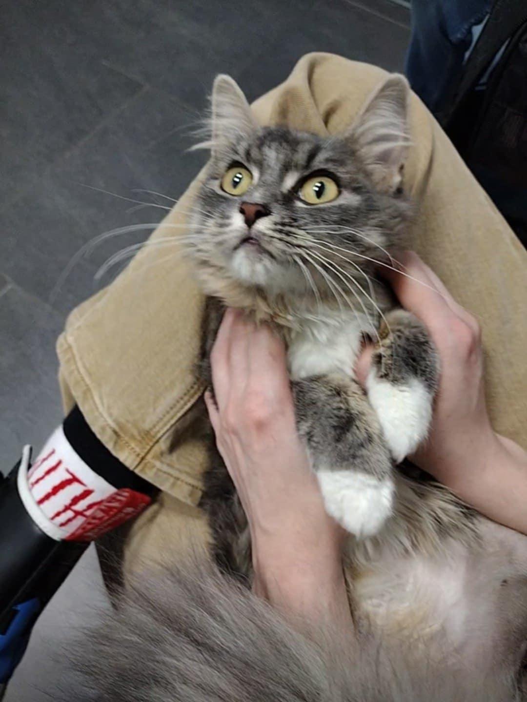 Enlarge Hedy, an adoptable mixed breed in Brooklyn, NY image 4/4