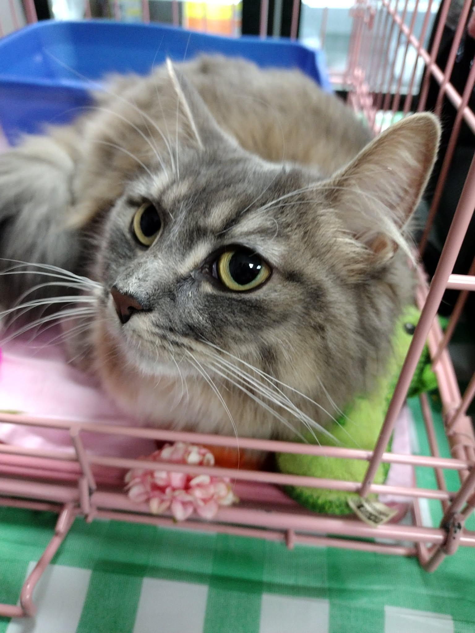 Enlarge Hedy, an adoptable mixed breed in Brooklyn, NY image 2/4