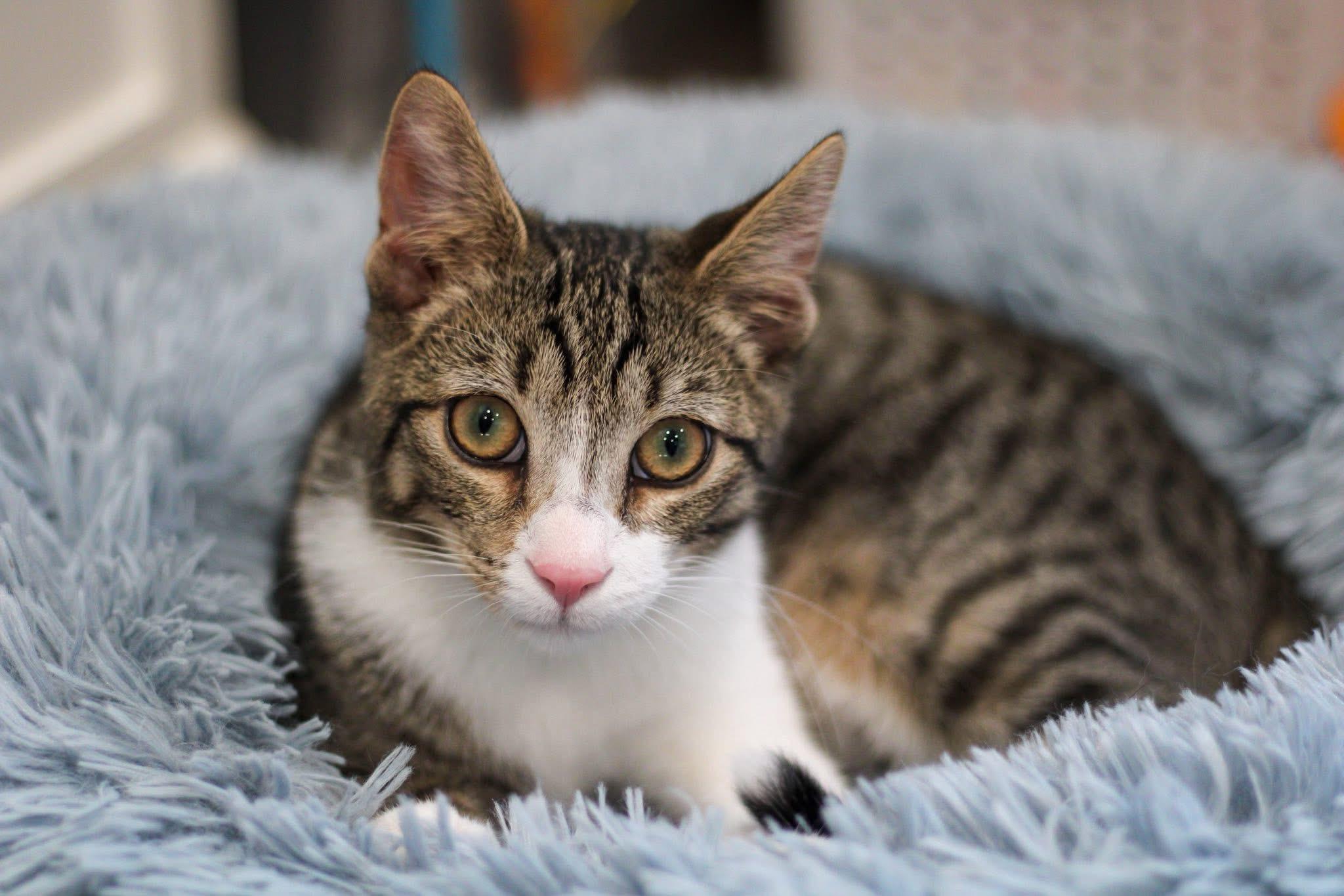 RANGER & KYLIE (Bonded pair), Adoptable, Kitten Male Domestic Short Hair.