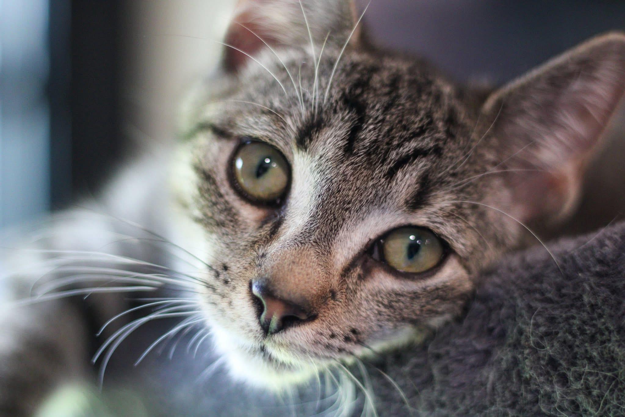 RANGER & KYLIE (Bonded pair), a Adoptable Domestic Short Hair image 2/4