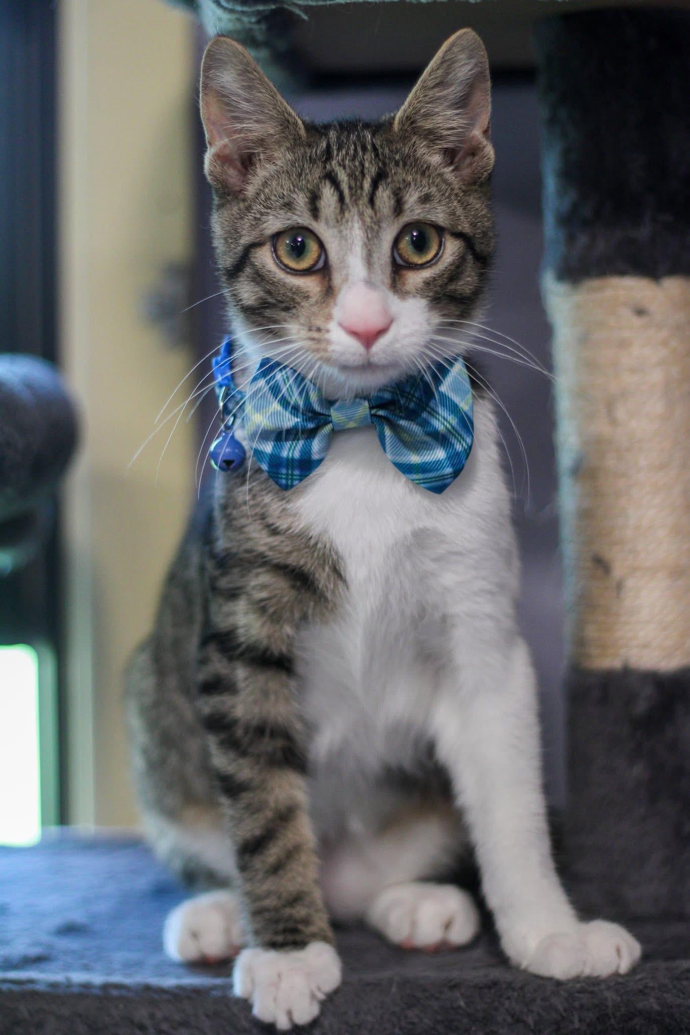 RANGER & KYLIE (Bonded pair), a Adoptable Domestic Short Hair image 3/4