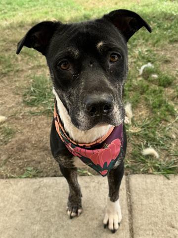 Enlarge BELLA, a Adoptable mixed breed in Tulsa, OK image 1/1