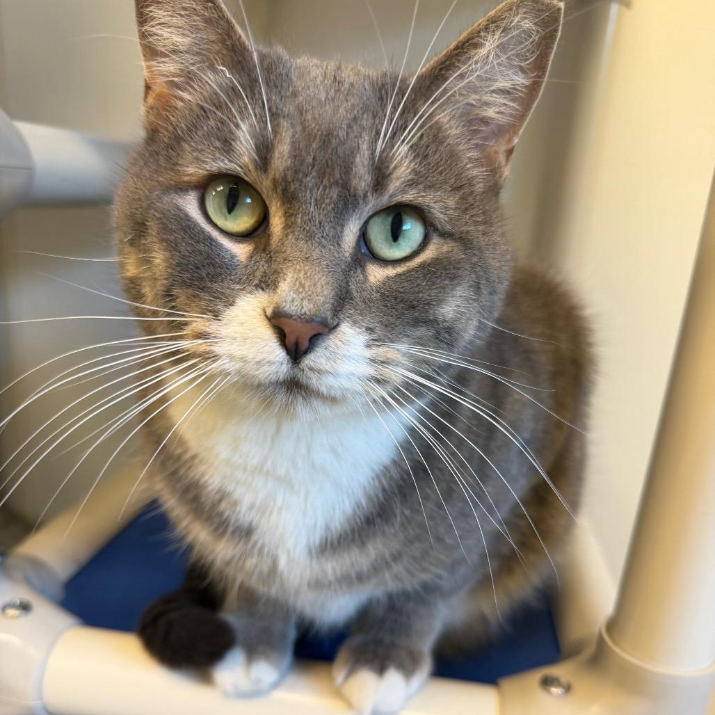 Enlarge Max, a Adoptable Domestic Medium Hair in International Falls, MN image 1/2