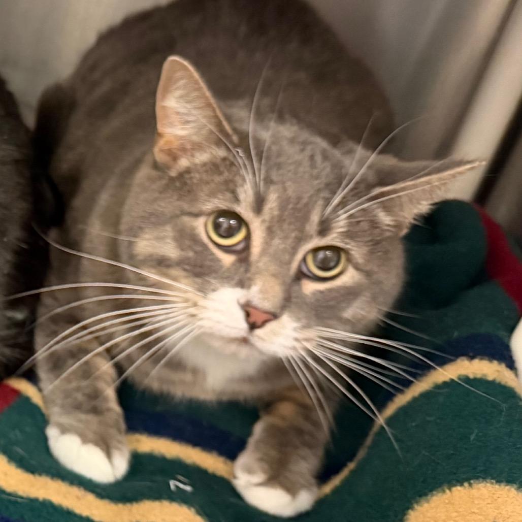 Enlarge Max, a Adoptable Domestic Medium Hair in International Falls, MN image 2/2