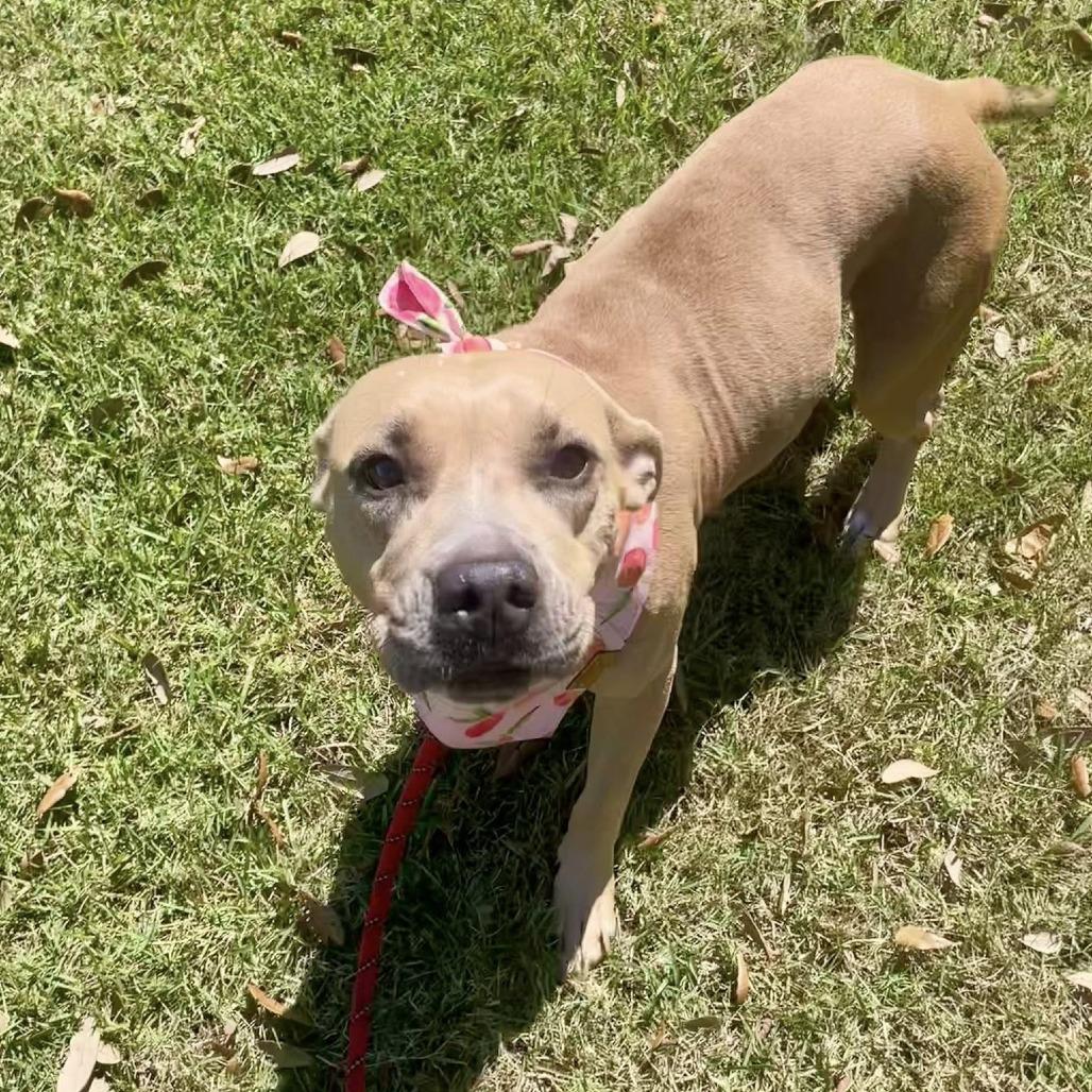 Lita (Canelita), a Adoptable American Staffordshire Terrier in Napa, CA image 2/6