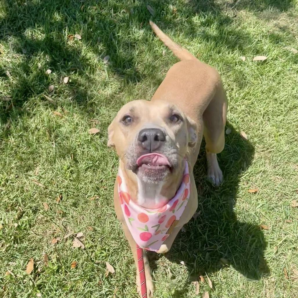 Lita (Canelita), a Adoptable American Staffordshire Terrier in Napa, CA image 3/6