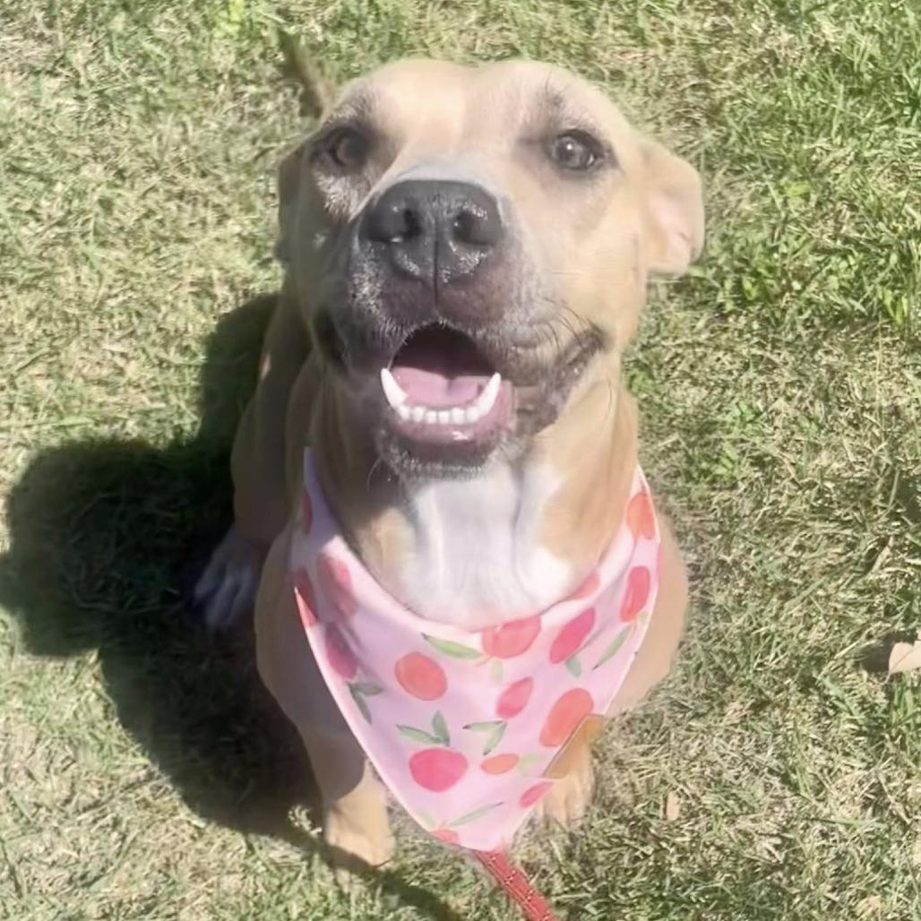 Lita (Canelita), a Adoptable American Staffordshire Terrier in Napa, CA image 4/6