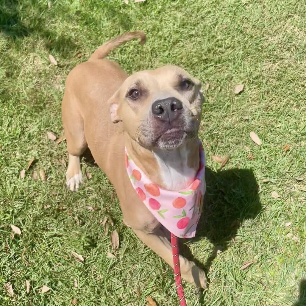 Lita (Canelita), a Adoptable American Staffordshire Terrier in Napa, CA image 5/6