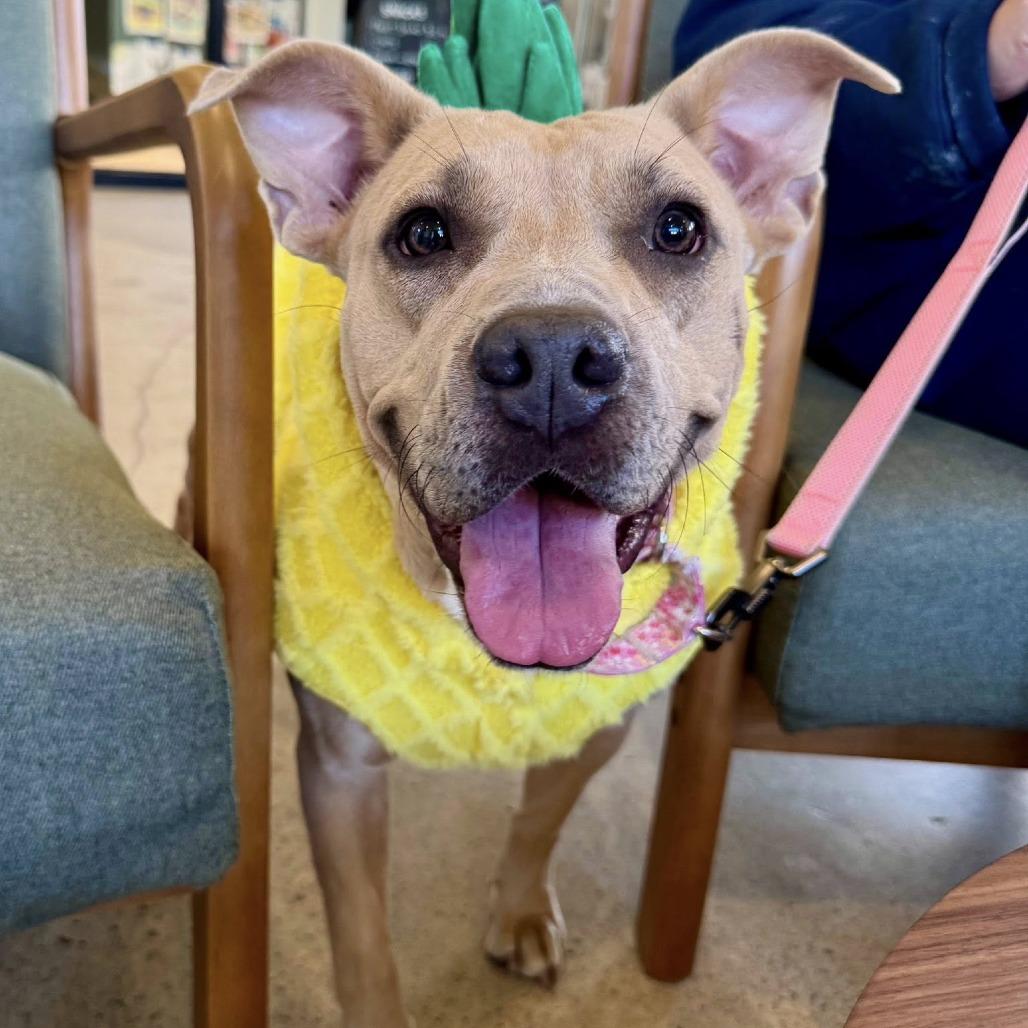 Lita (Canelita), a Adoptable American Staffordshire Terrier in Napa, CA image 6/6