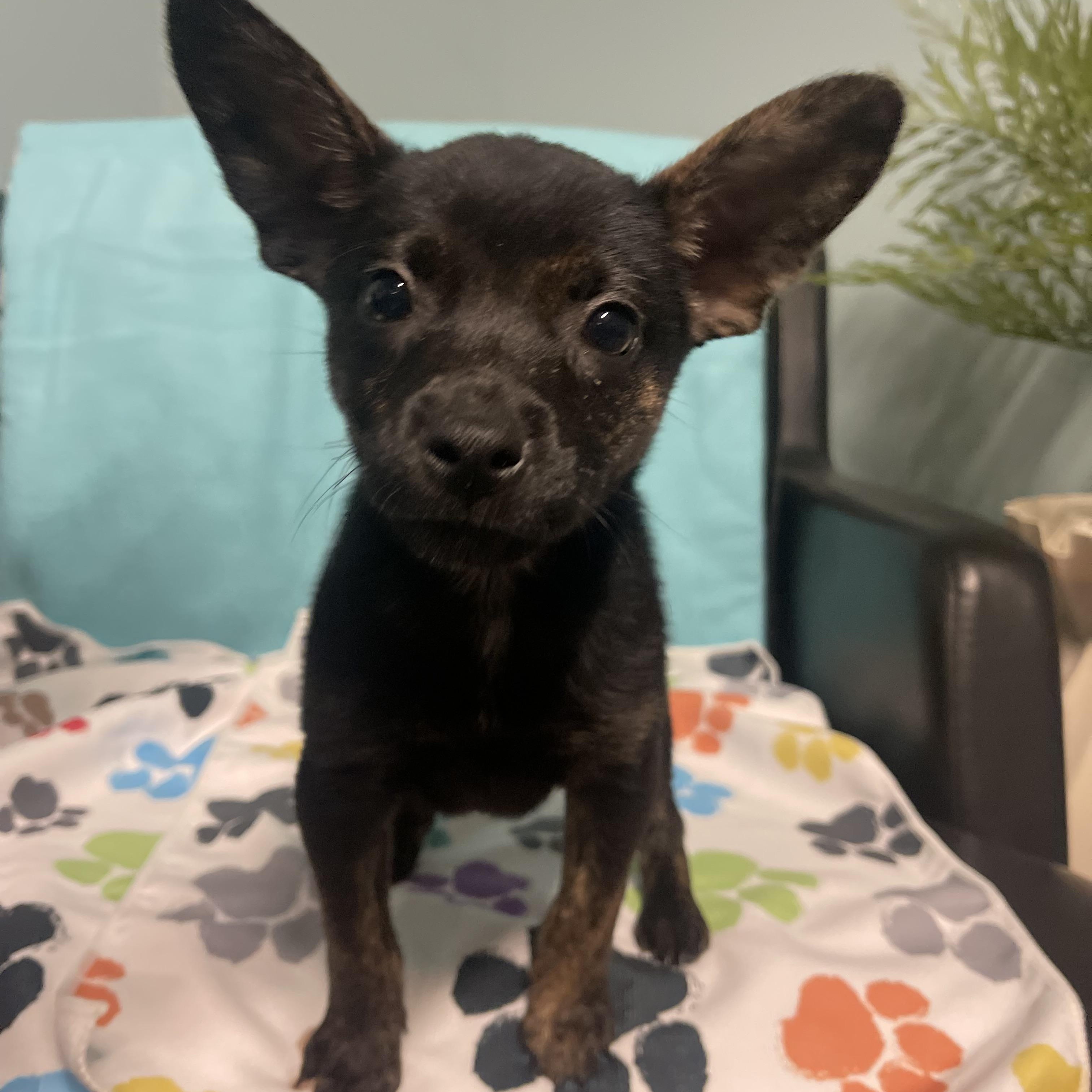 Enlarge Princess, an adopted Terrier in Loogootee, IN image 2/3
