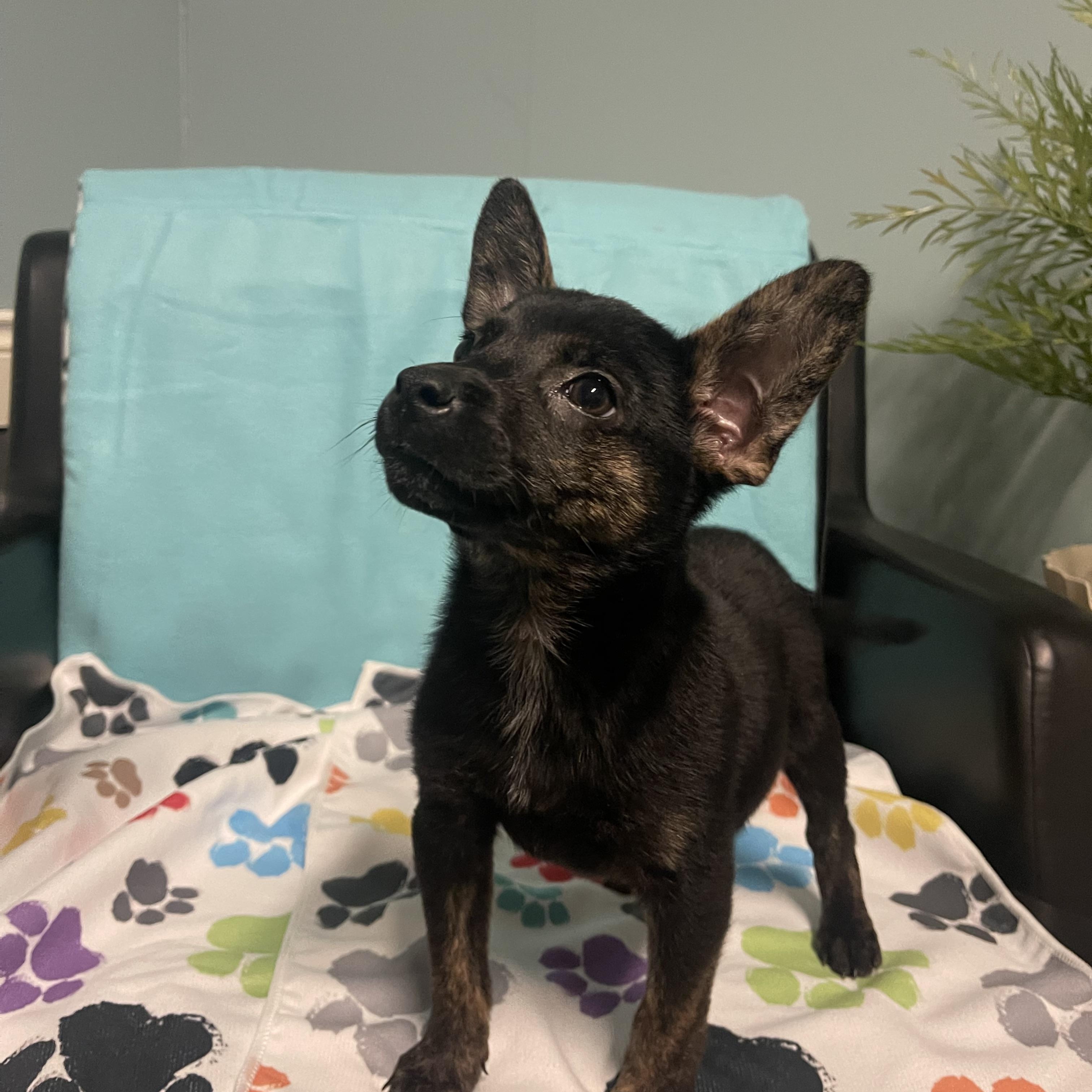 Princess, adopted, Puppy Female Terrier.
