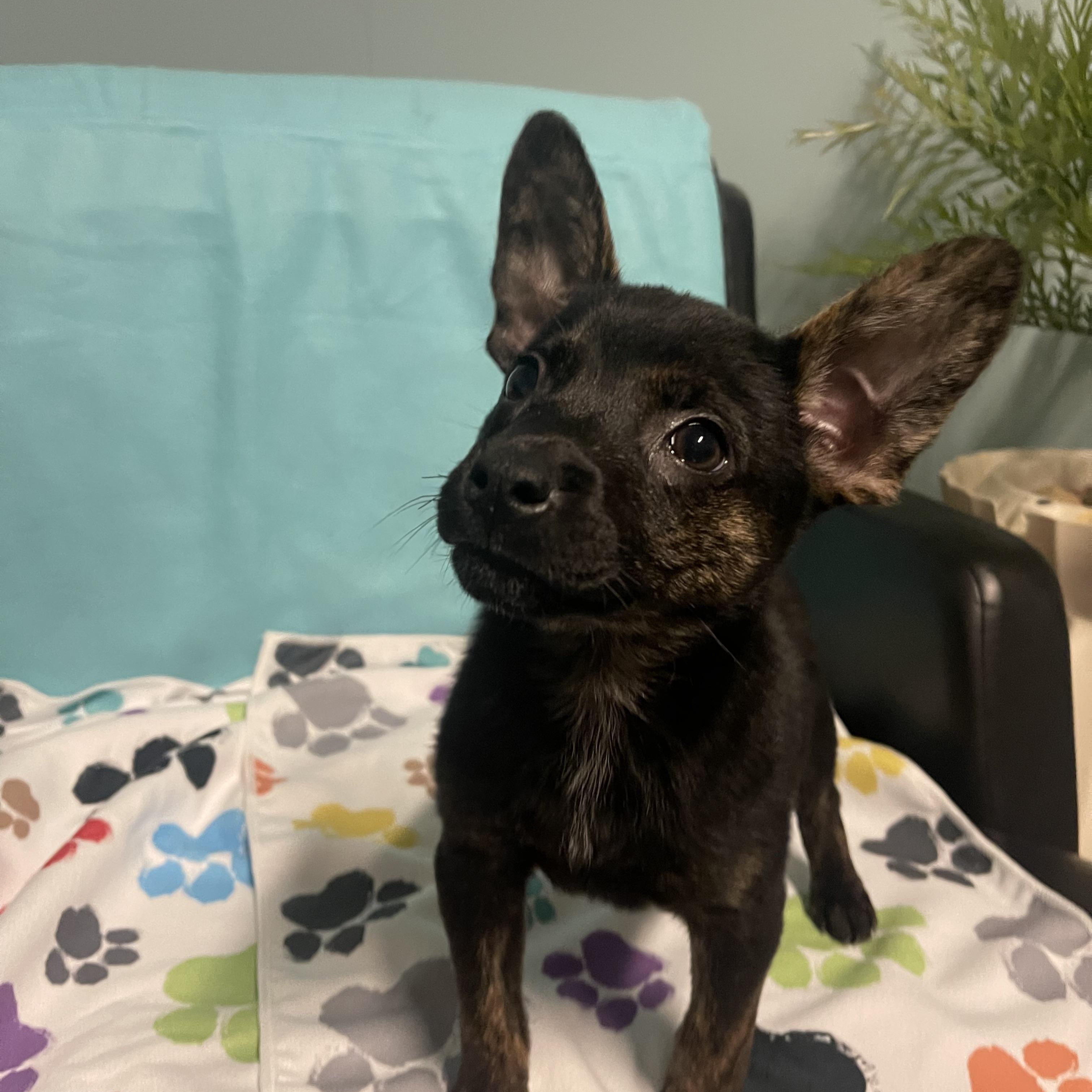 Enlarge Princess, an adopted Terrier in Loogootee, IN image 3/3