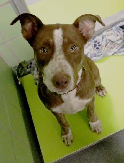 Enlarge Mitch, a Adoptable mixed breed in Longview, TX image 2/3