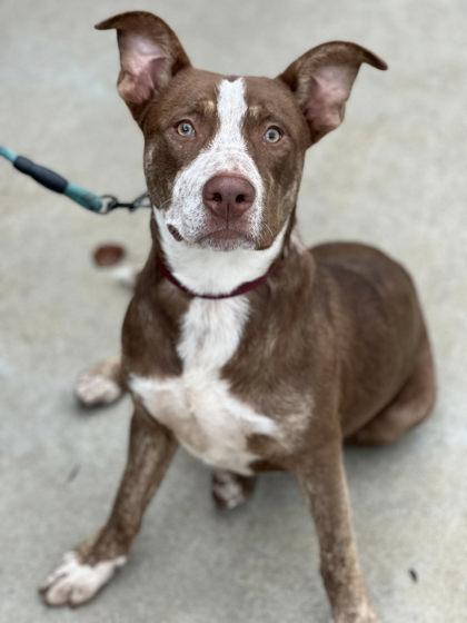 Enlarge Mitch, a Adoptable mixed breed in Longview, TX image 3/3