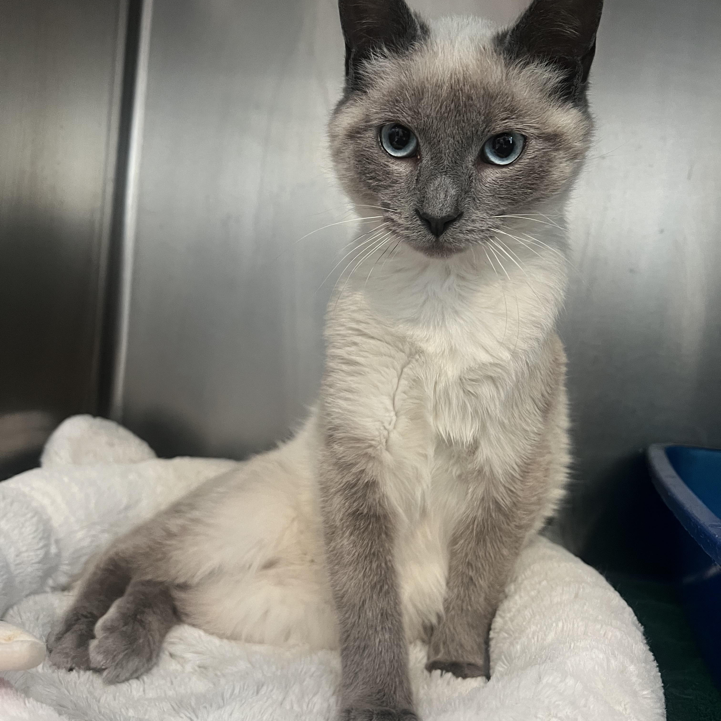 Enlarge Korok *Adoption fee sponsored*, an adopted Domestic Short Hair in Berryville, VA image 1/1