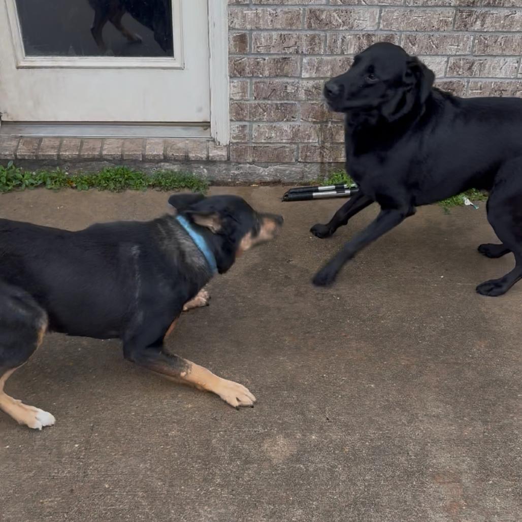 Enlarge Rover, a Adoptable mixed breed in Galveston, TX image 1/6