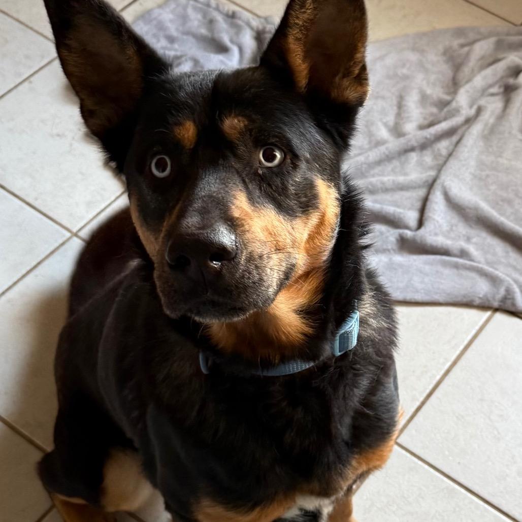 Enlarge Rover, a Adoptable mixed breed in Galveston, TX image 2/6