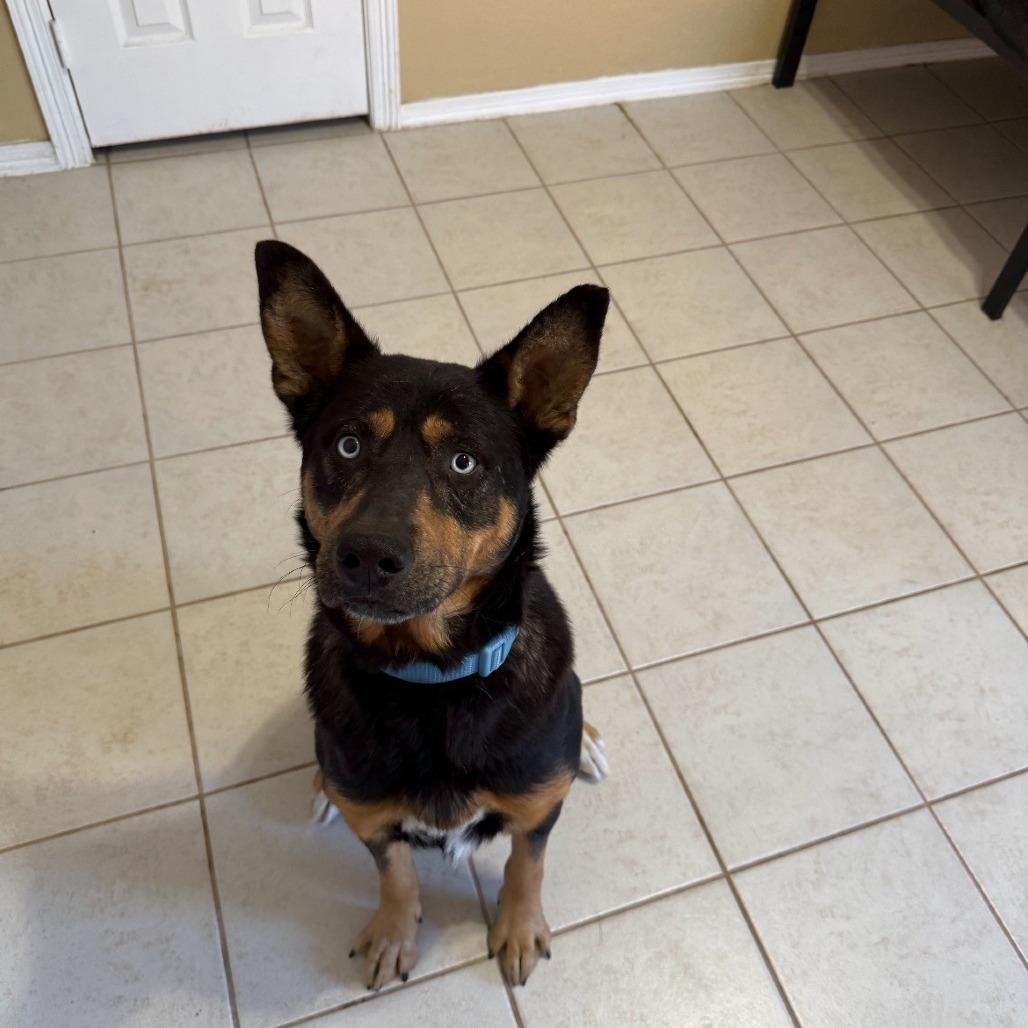 Enlarge Rover, a Adoptable mixed breed in Galveston, TX image 3/6