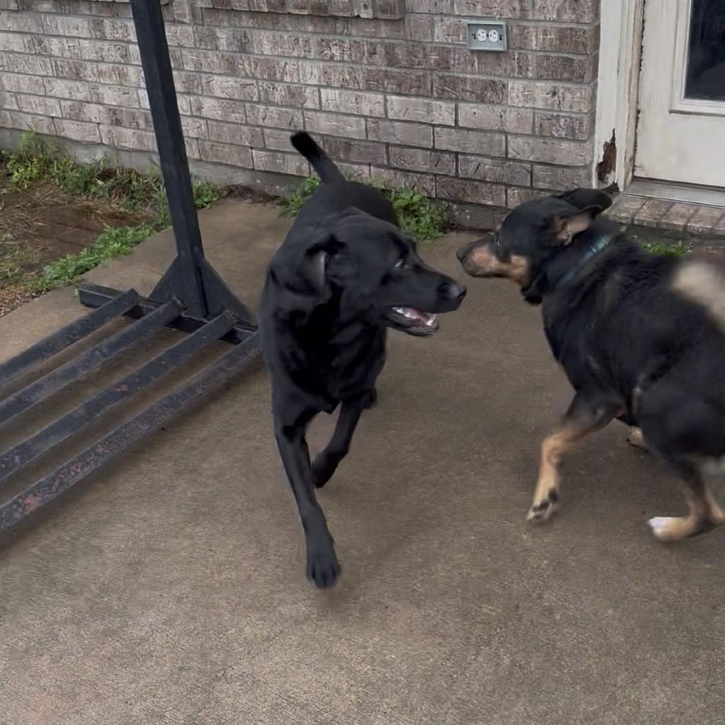 Enlarge Rover, a Adoptable mixed breed in Galveston, TX image 4/6