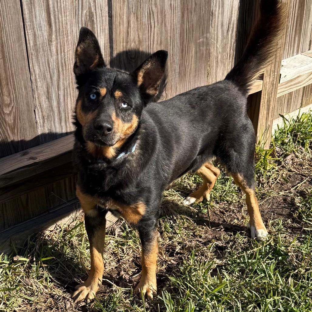 Enlarge Rover, a Adoptable mixed breed in Galveston, TX image 5/6