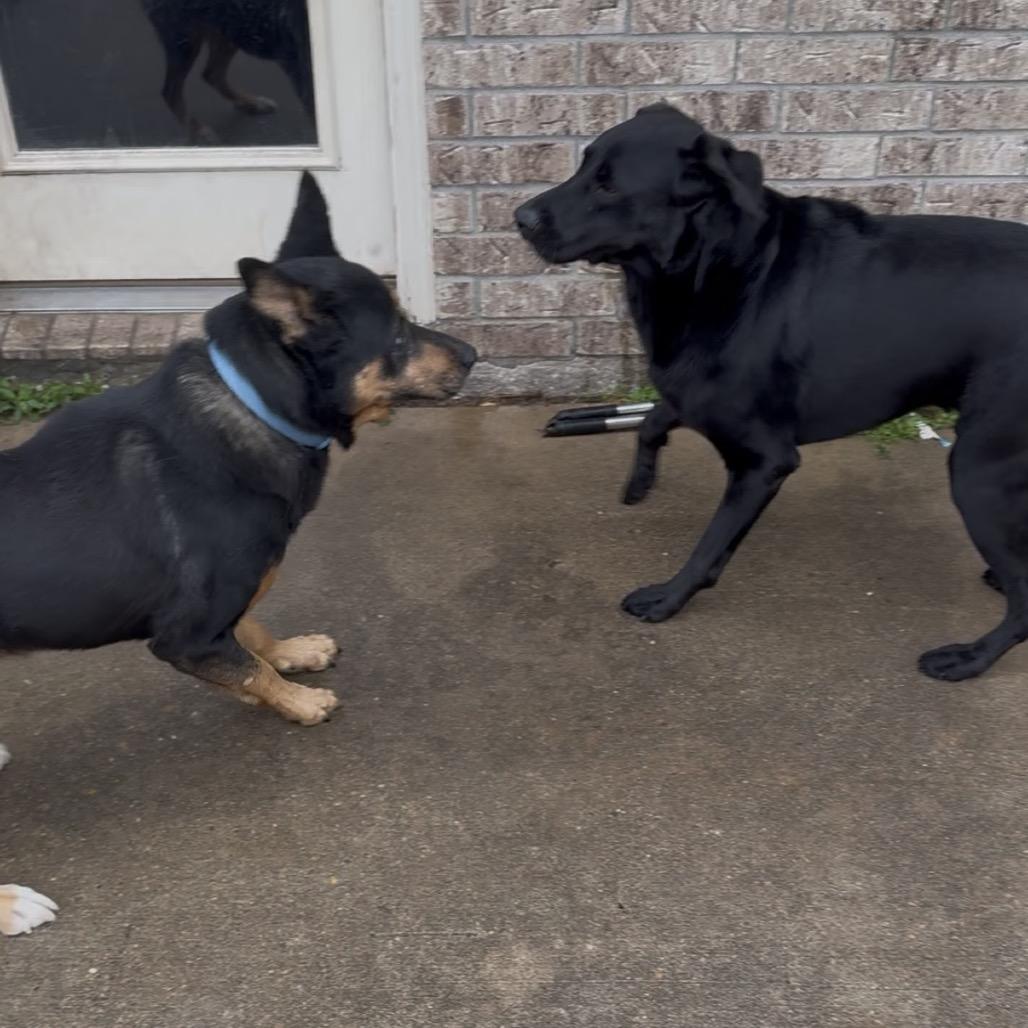 Enlarge Rover, a Adoptable mixed breed in Galveston, TX image 6/6