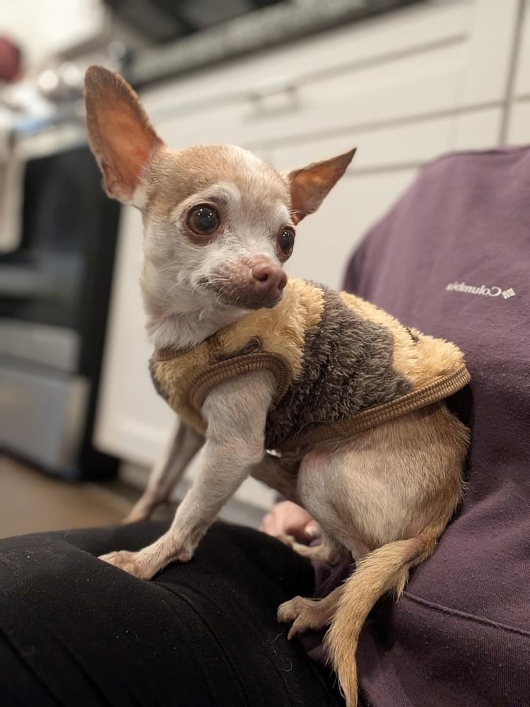 Snoop Dog, Adoptable, Senior Male Chihuahua.