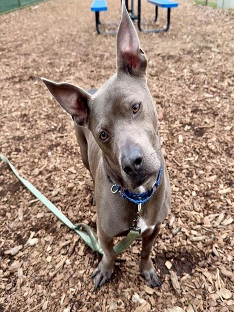 ROSCOE, Adoptable, Adult Male Pit Bull Terrier.