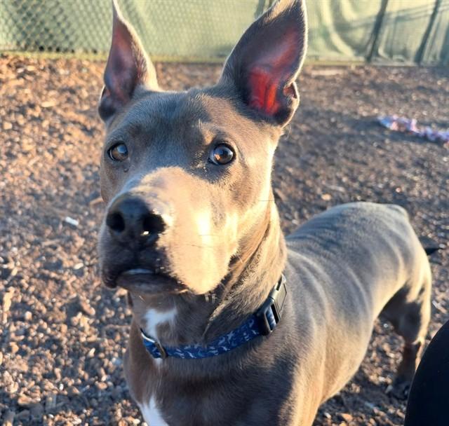 ROSCOE, Adoptable, Adult Male Pit Bull Terrier.