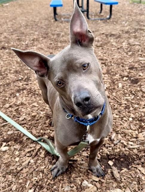 Enlarge ROSCOE, a Adoptable Pit Bull Terrier in Leesburg, VA image 1/1