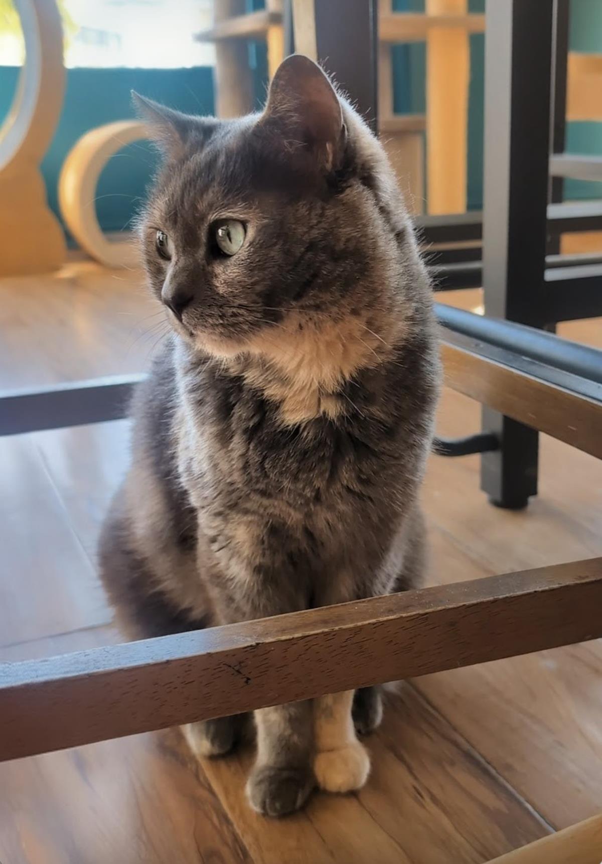 Dovey (Fka Marnie), Adoptable, Adult Female Domestic Short Hair.