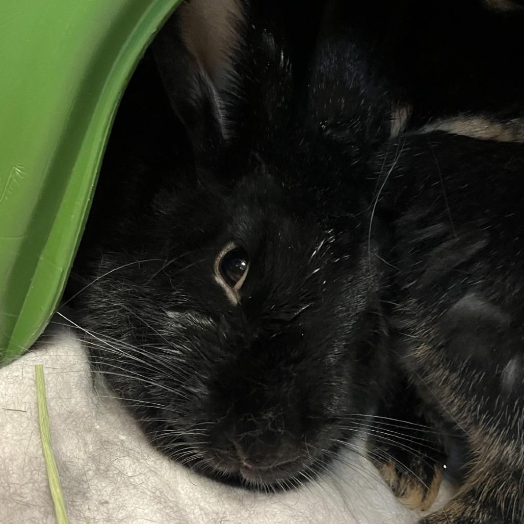 Bambino, Adoptable, Adult Male Silver Marten.
