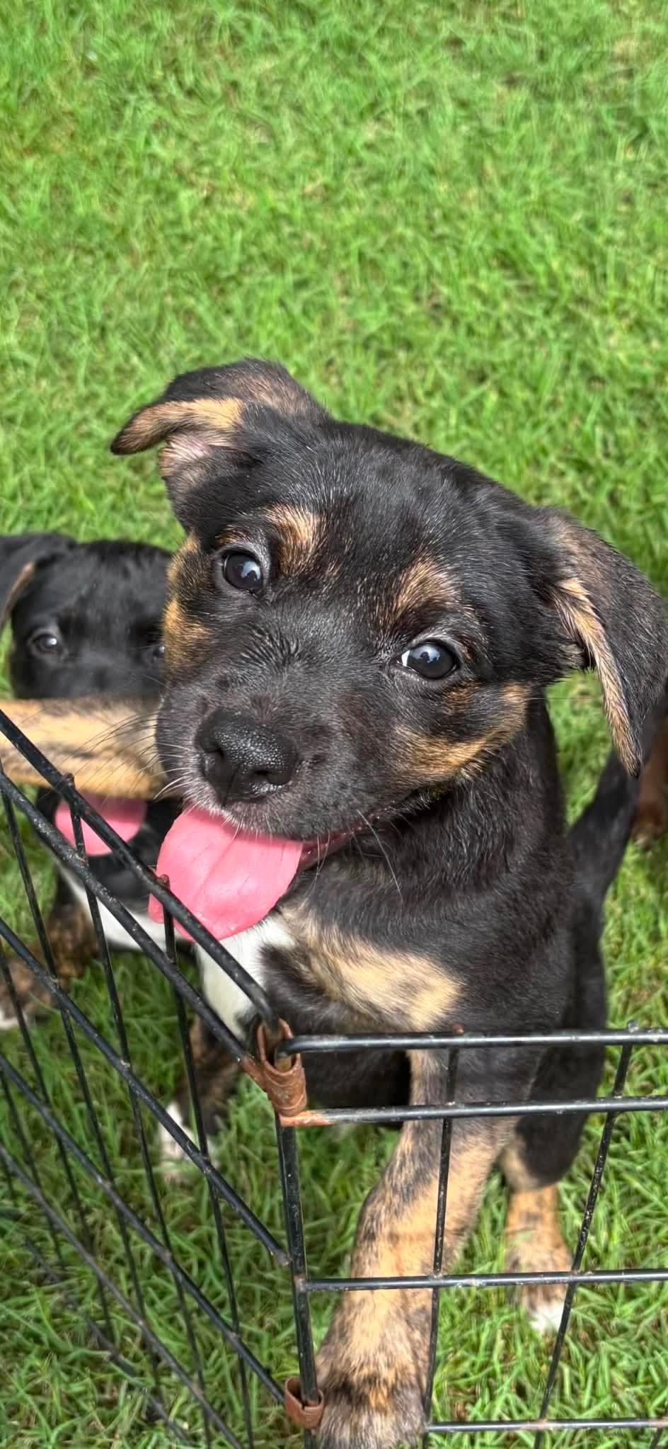 Enlarge A’ja, a Adoptable mixed breed in Crystal Lake, IL image 2/4