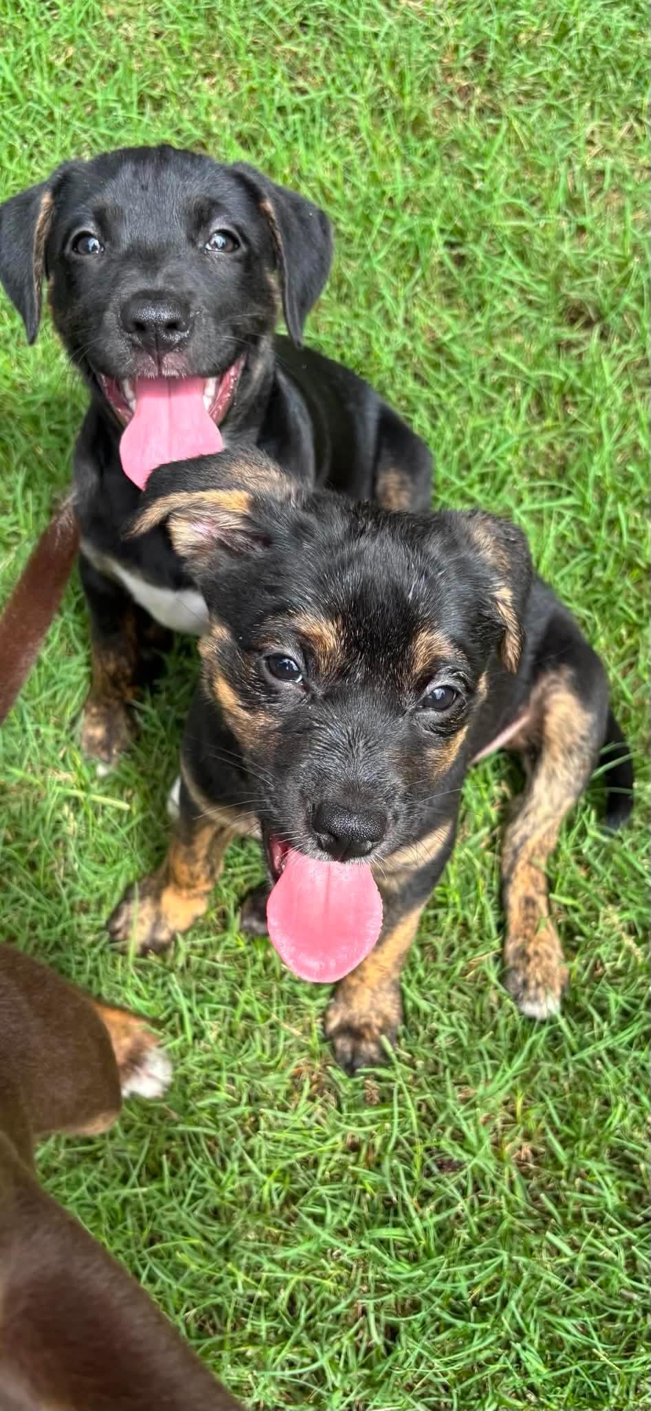 Enlarge A’ja, a Adoptable mixed breed in Crystal Lake, IL image 3/4
