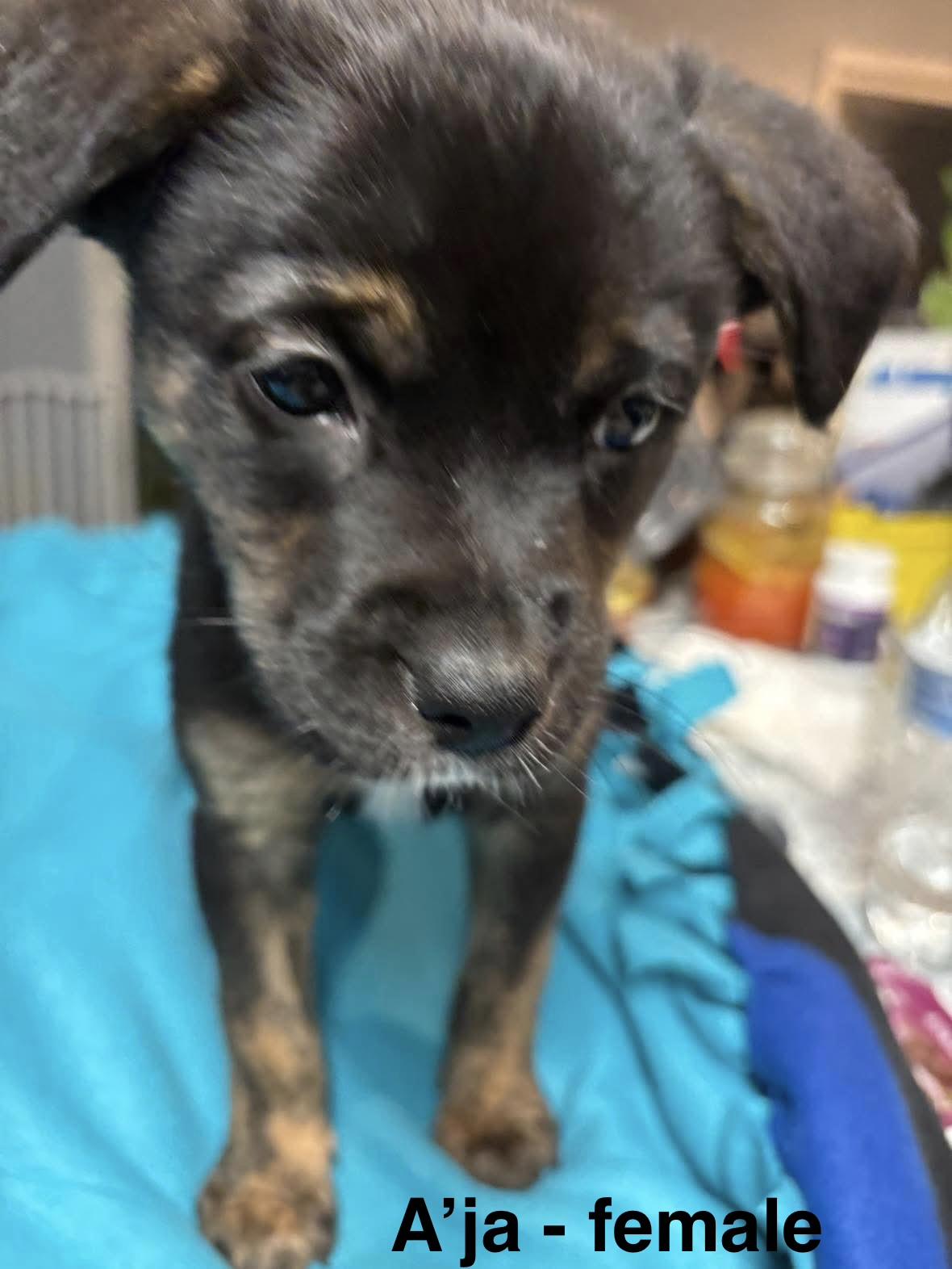 A’ja, Adoptable, Puppy Female Labrador Retriever.