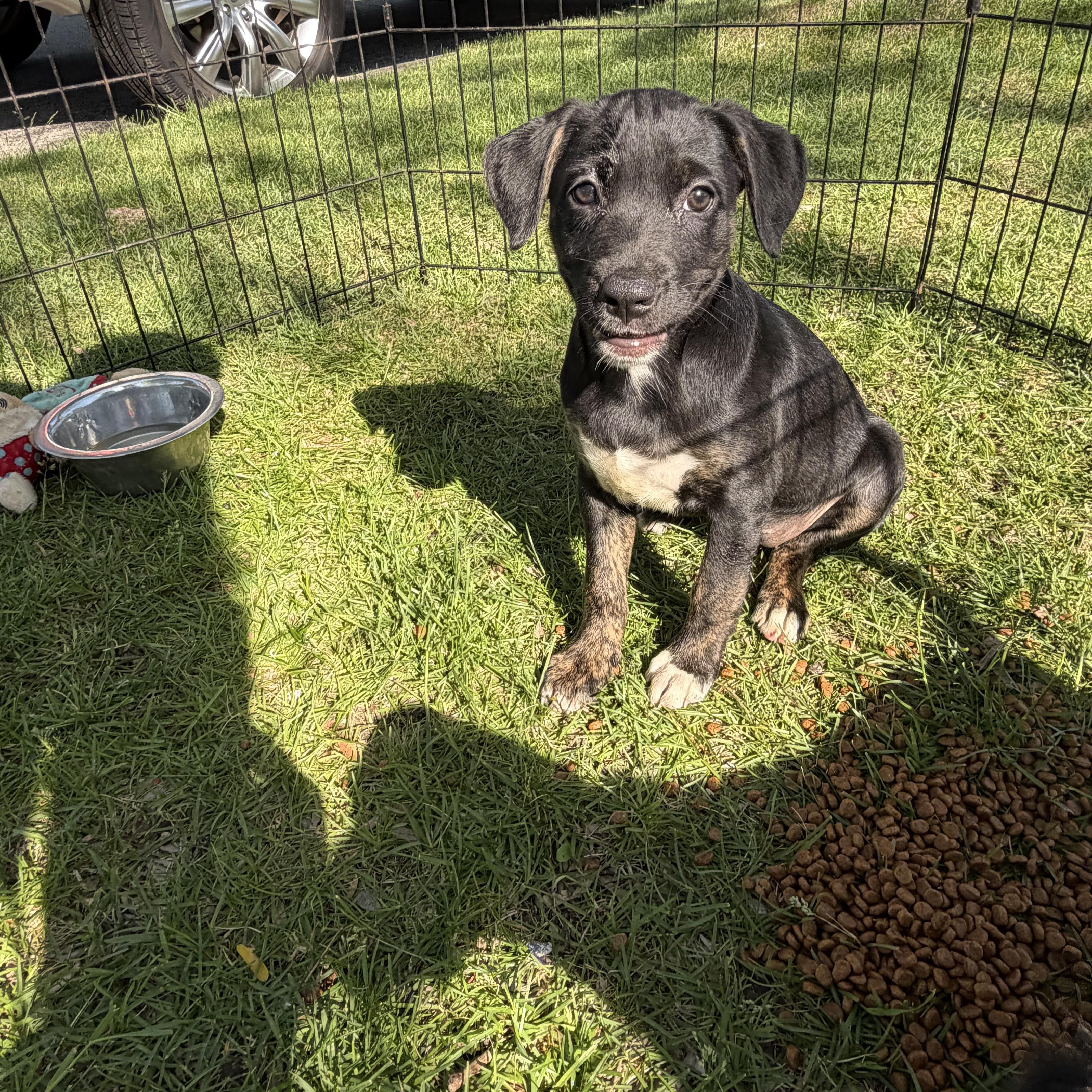 A’ja, Adoptable, Puppy Female Labrador Retriever.