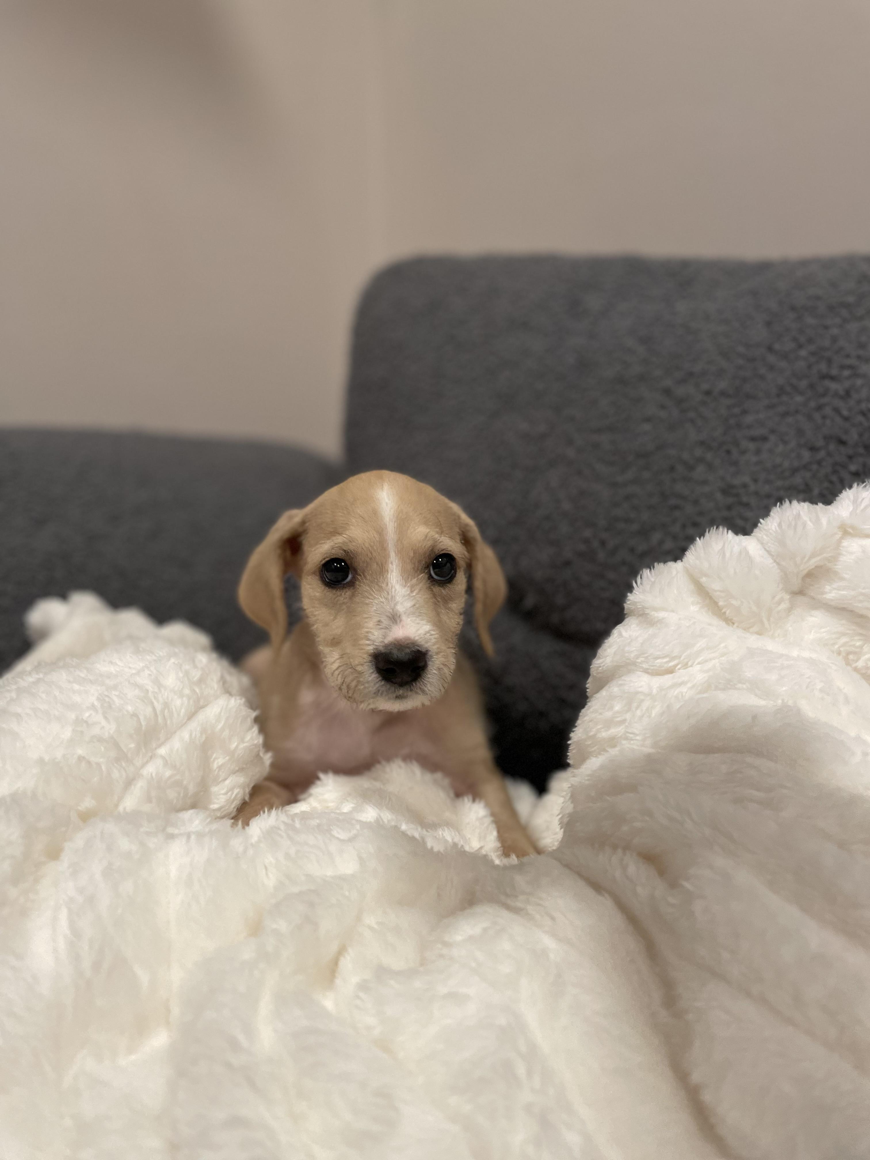 Lilly, Adoptable, Puppy Female Labradoodle.