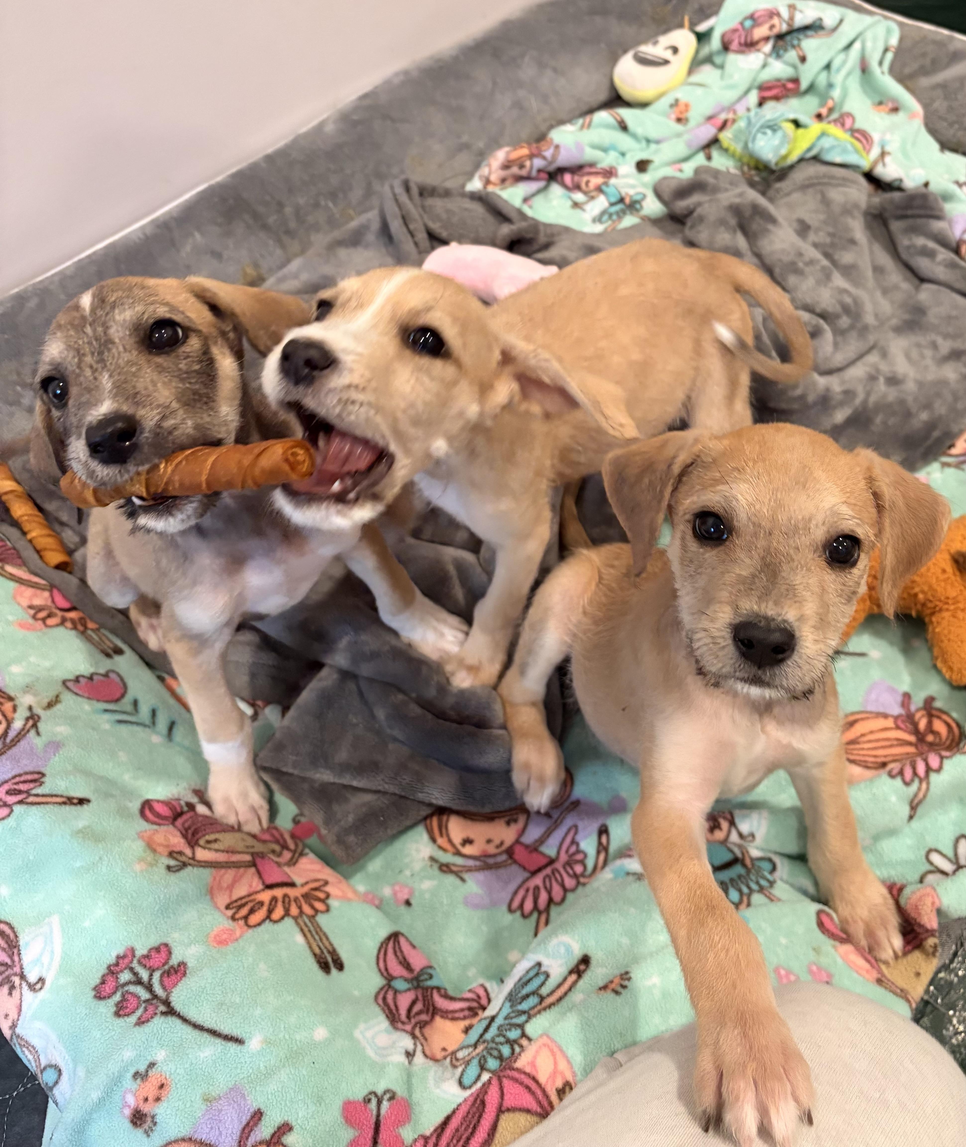 Enlarge Lilly, a Adoptable mixed breed in Union Grove, WI image 3/4