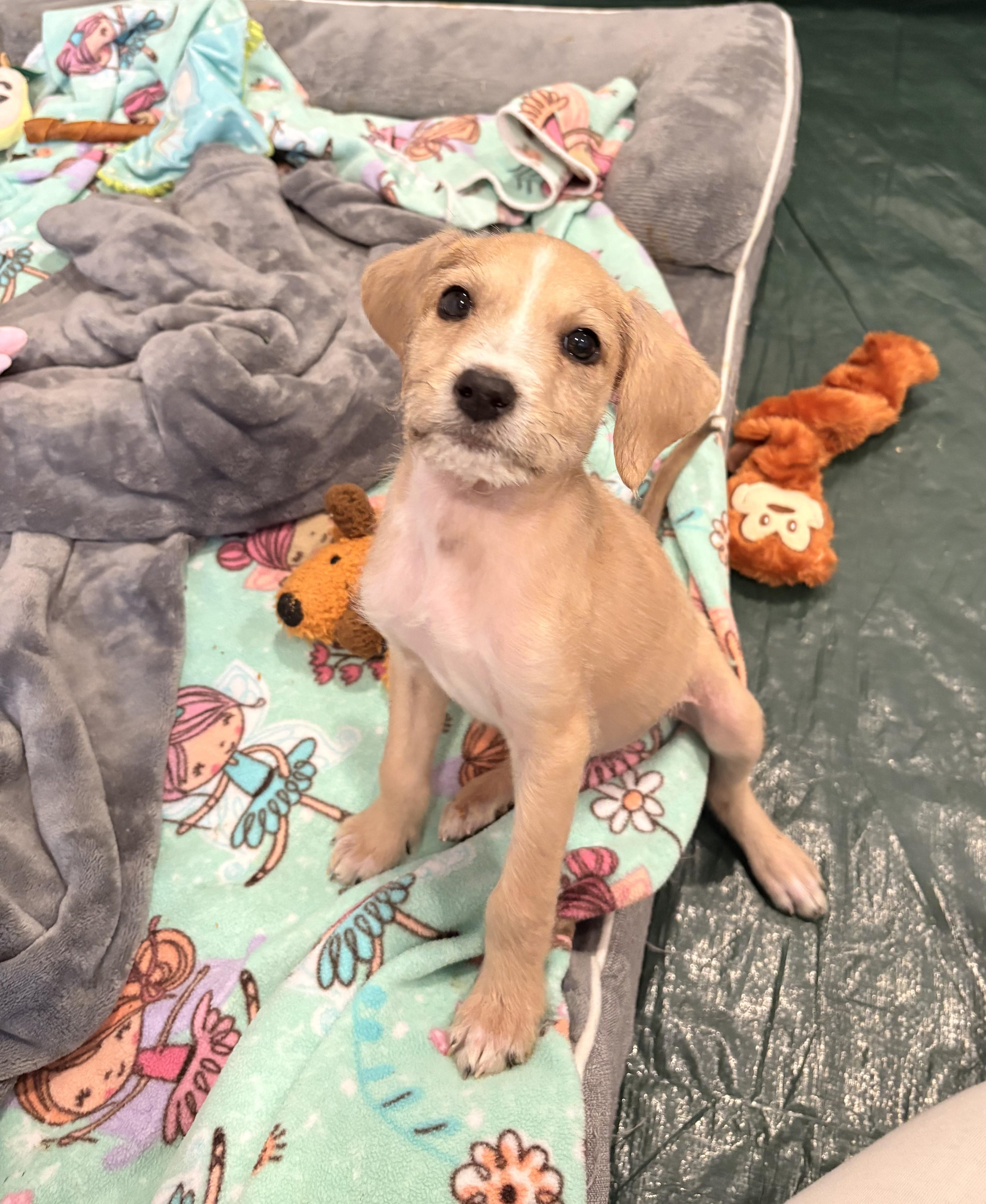 Enlarge Lilly, a Adoptable mixed breed in Union Grove, WI image 4/4