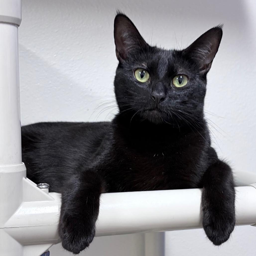 Llama — thumbnail 2