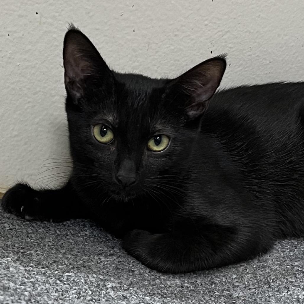 Llama — thumbnail 3